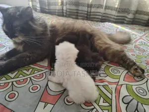 Traditional Persian