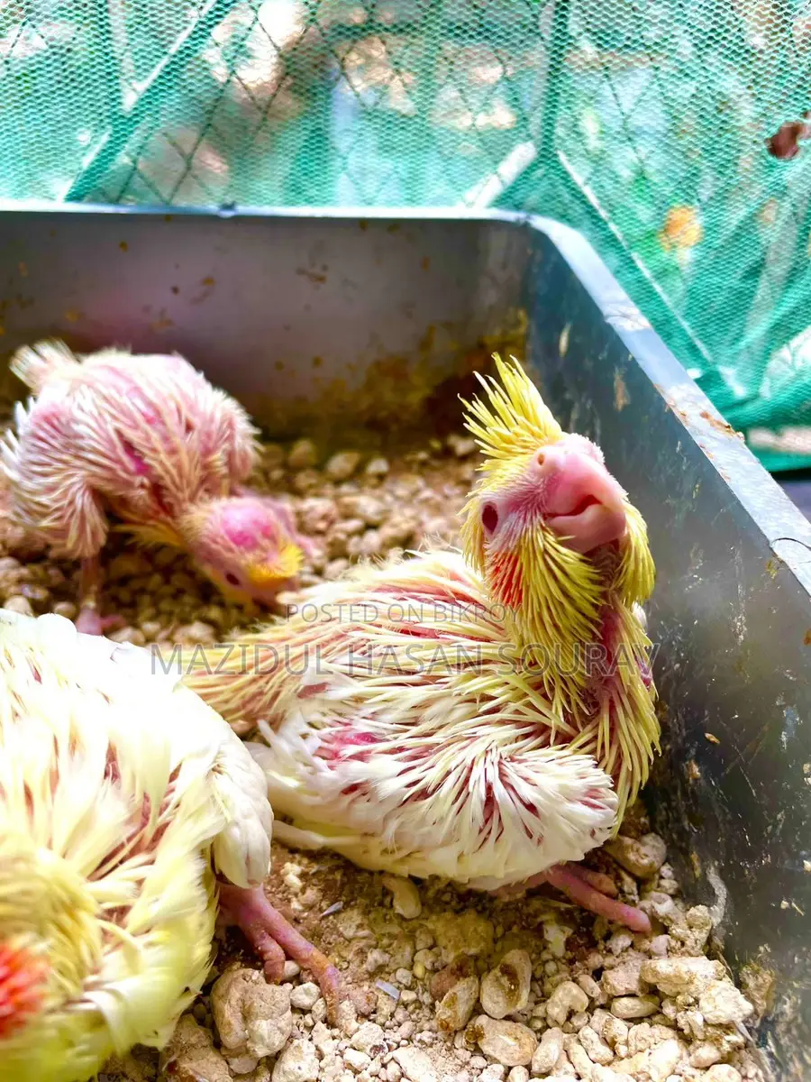 Lutino Red Eye Cockatiel Baby