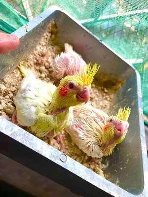 Lutino Red Eye Cockatiel Baby