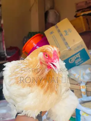 Brahma Chicken