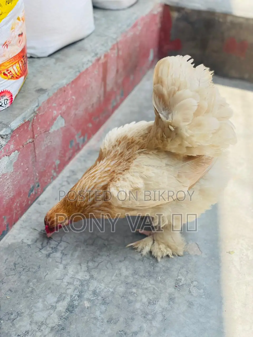 Brahma Chicken