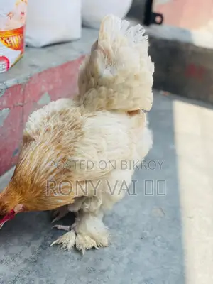 Brahma Chicken