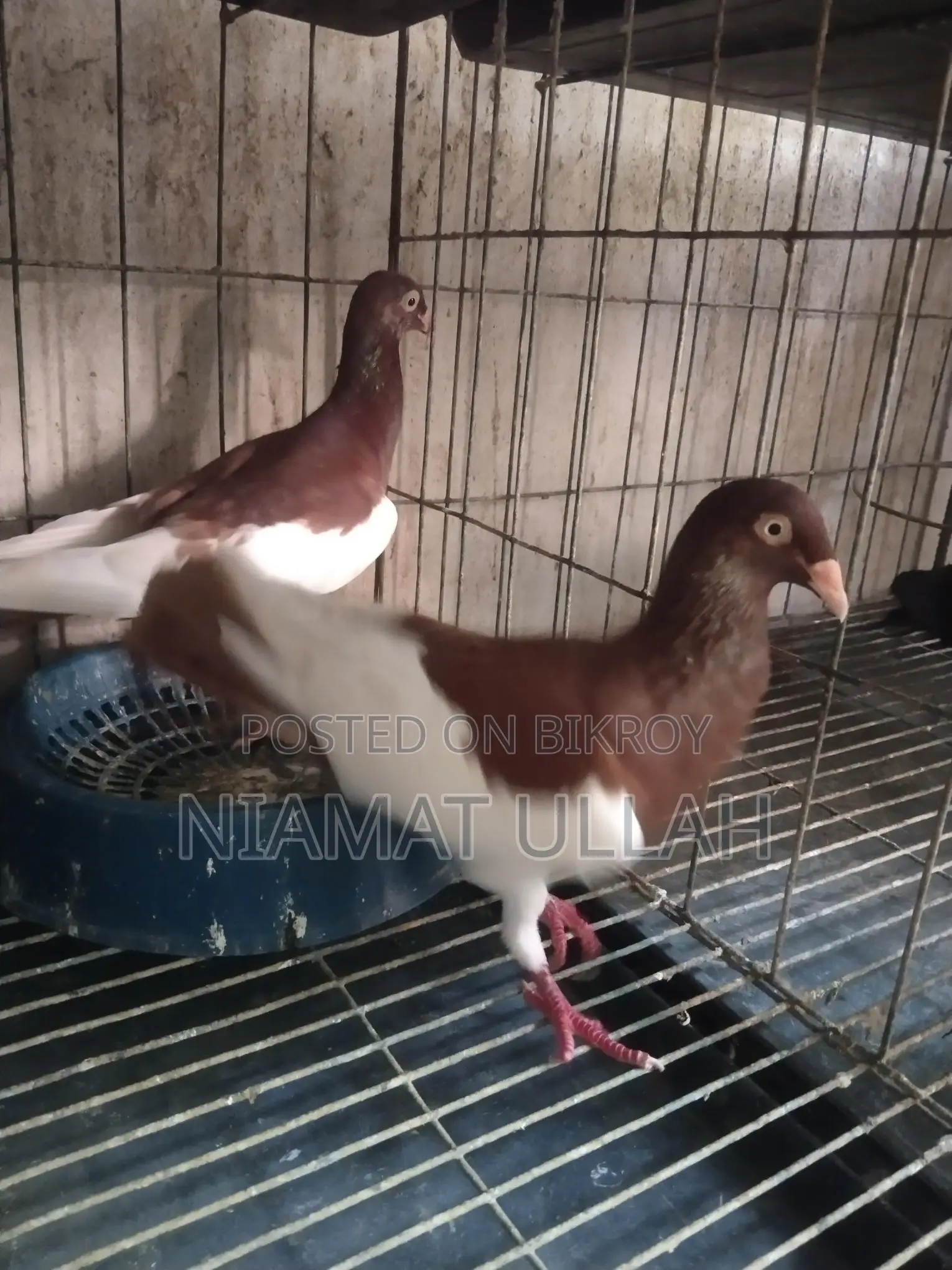 Running Red Magpie Pair