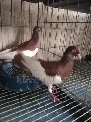 Running Red Magpie Pair