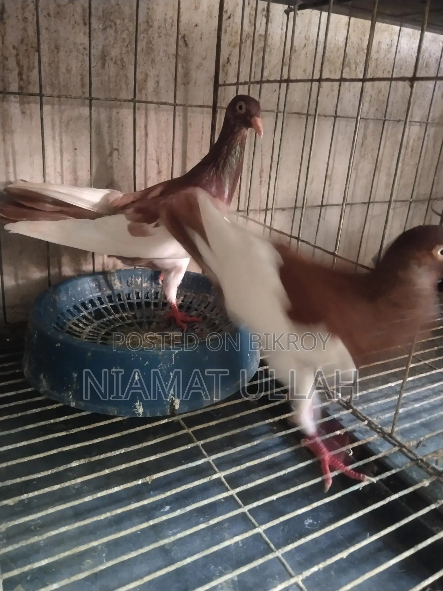 Running Red Magpie Pair