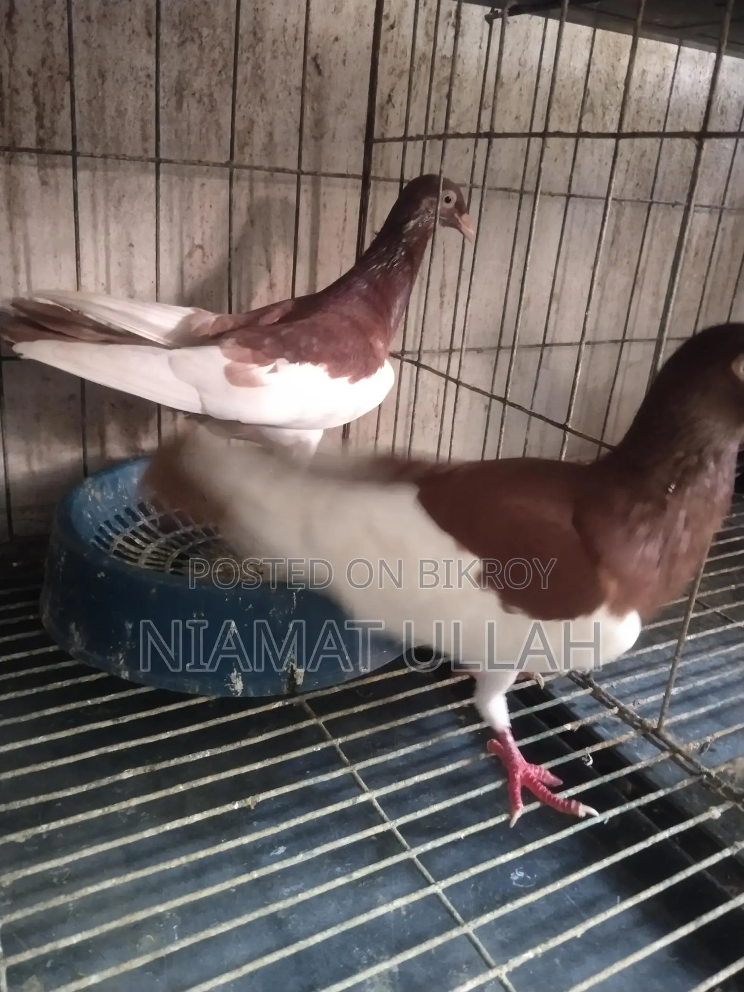 Running Red Magpie Pair