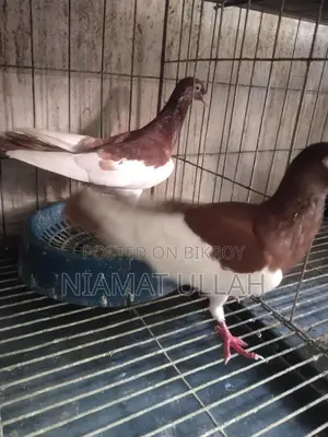 Running Red Magpie Pair