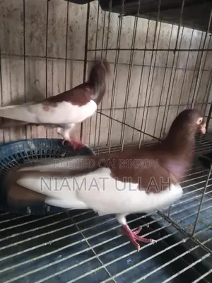 Running Red Magpie Pair