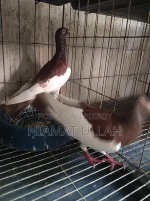 Running Red Magpie Pair