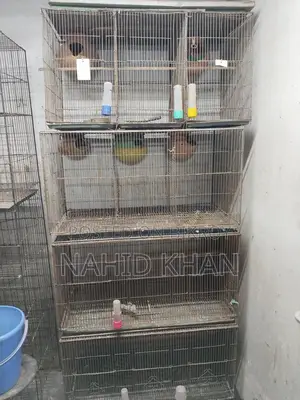 Bird Cages