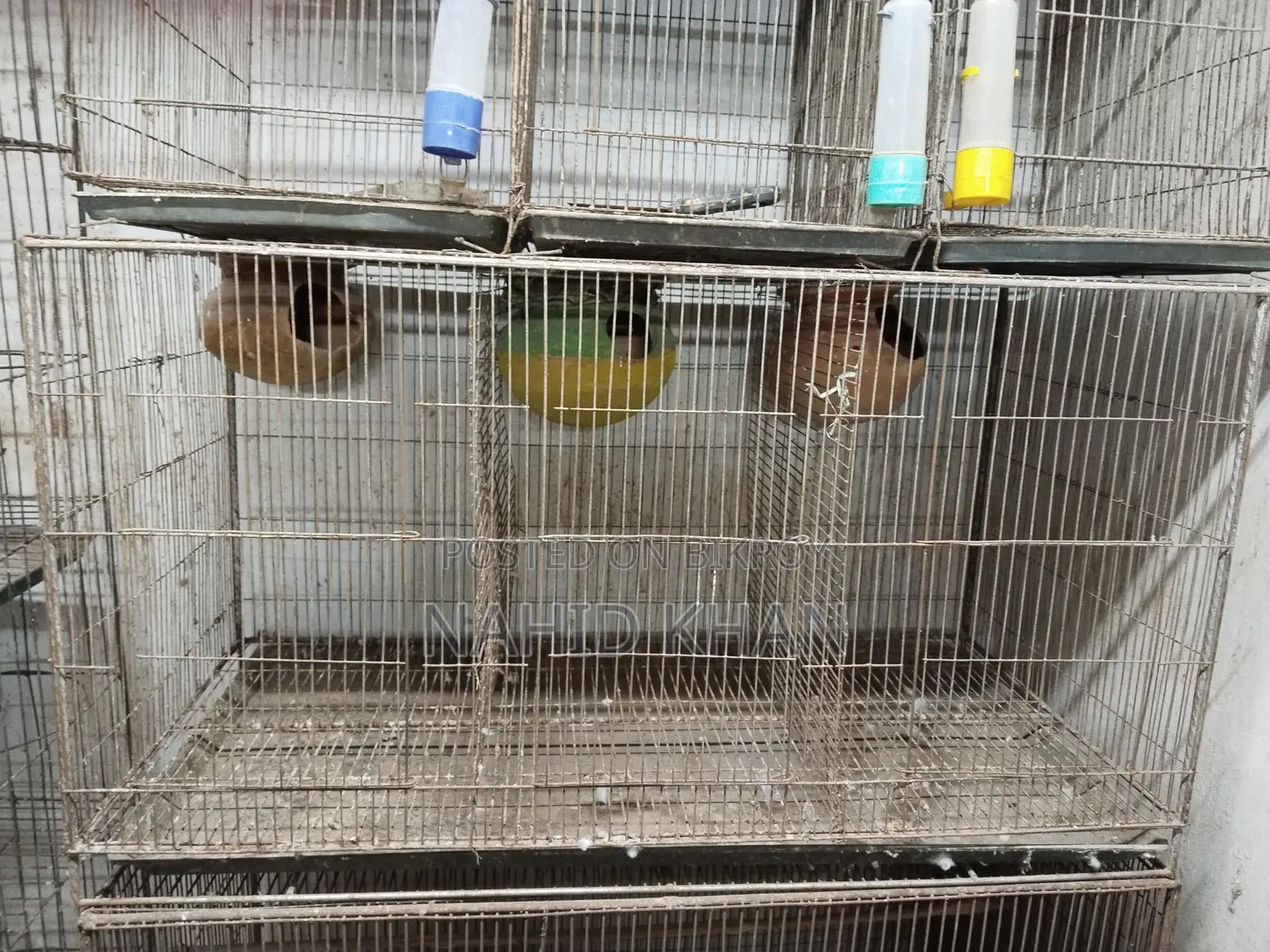 Bird Cages