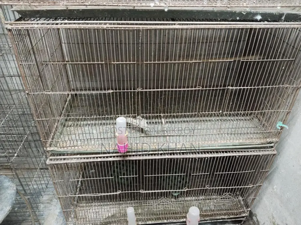 Bird Cages