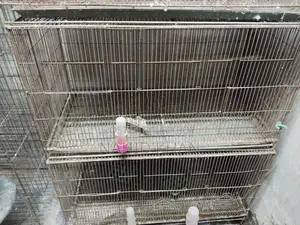 Bird Cages