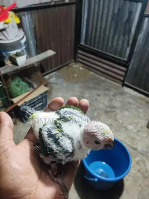 Sun Conure Tame Size