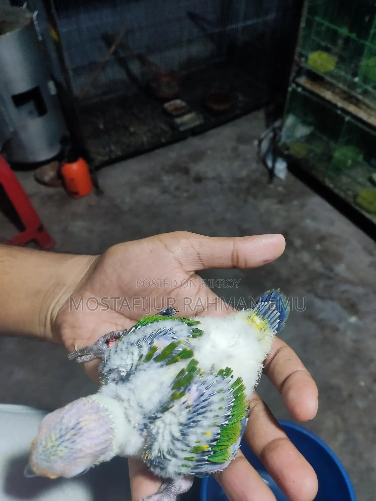 Sun Conure Tame Size