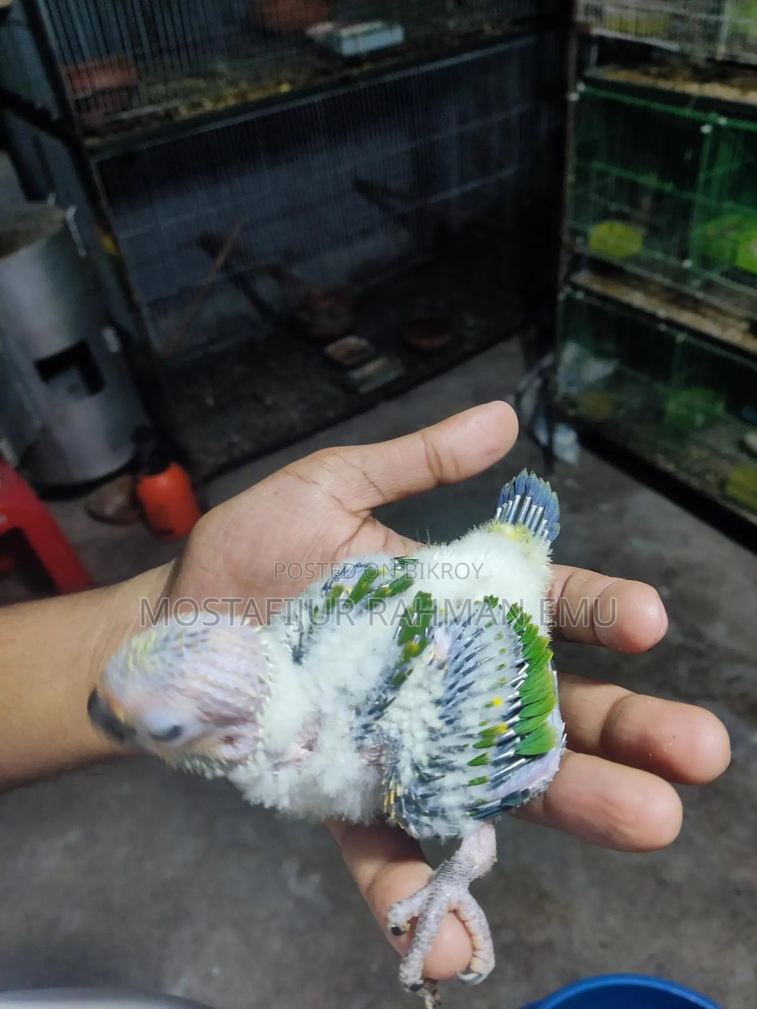 Sun Conure Tame Size