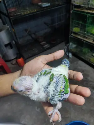 Sun Conure Tame Size