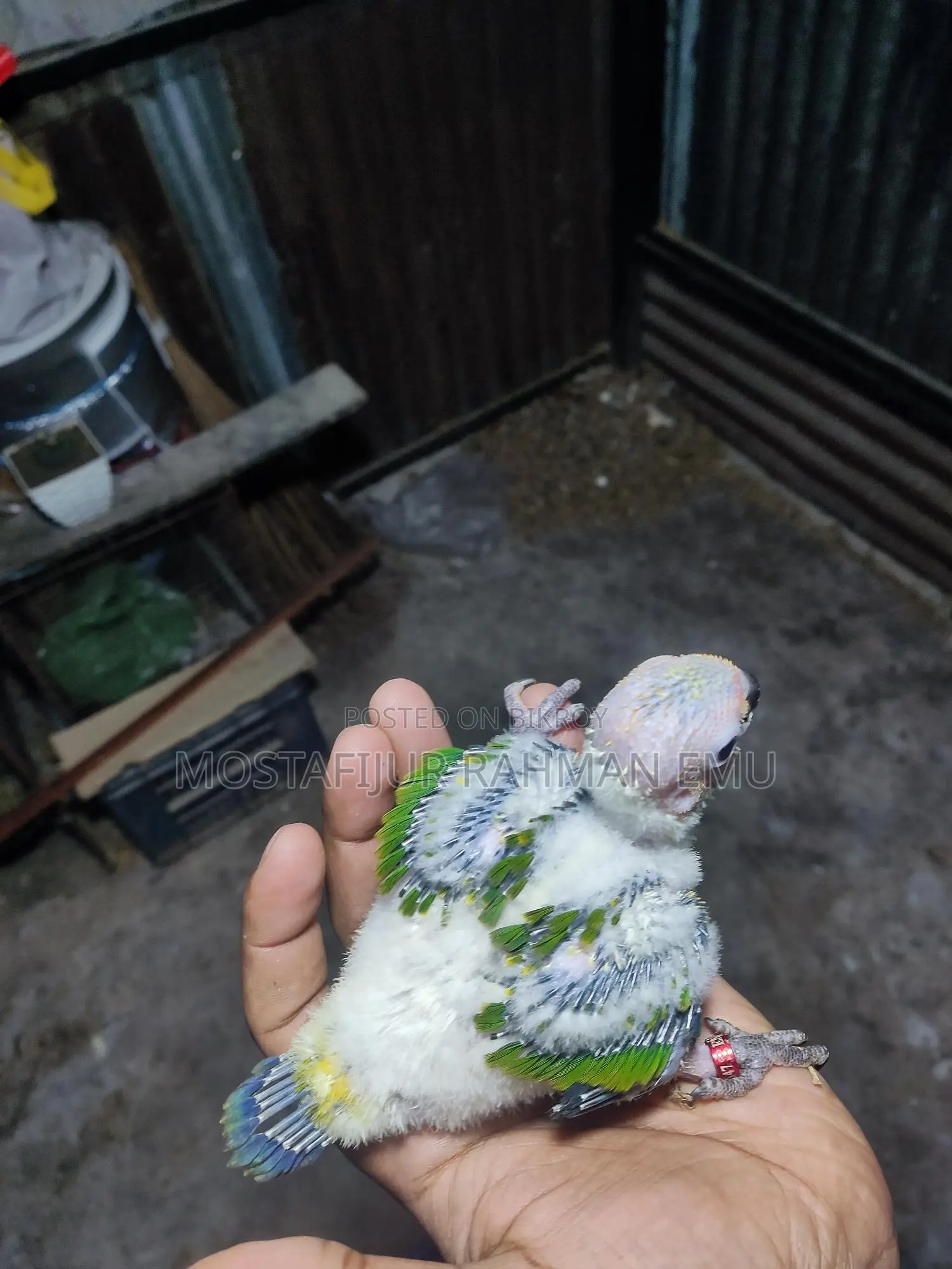 Sun Conure Tame Size