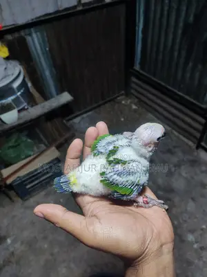 Sun Conure Tame Size