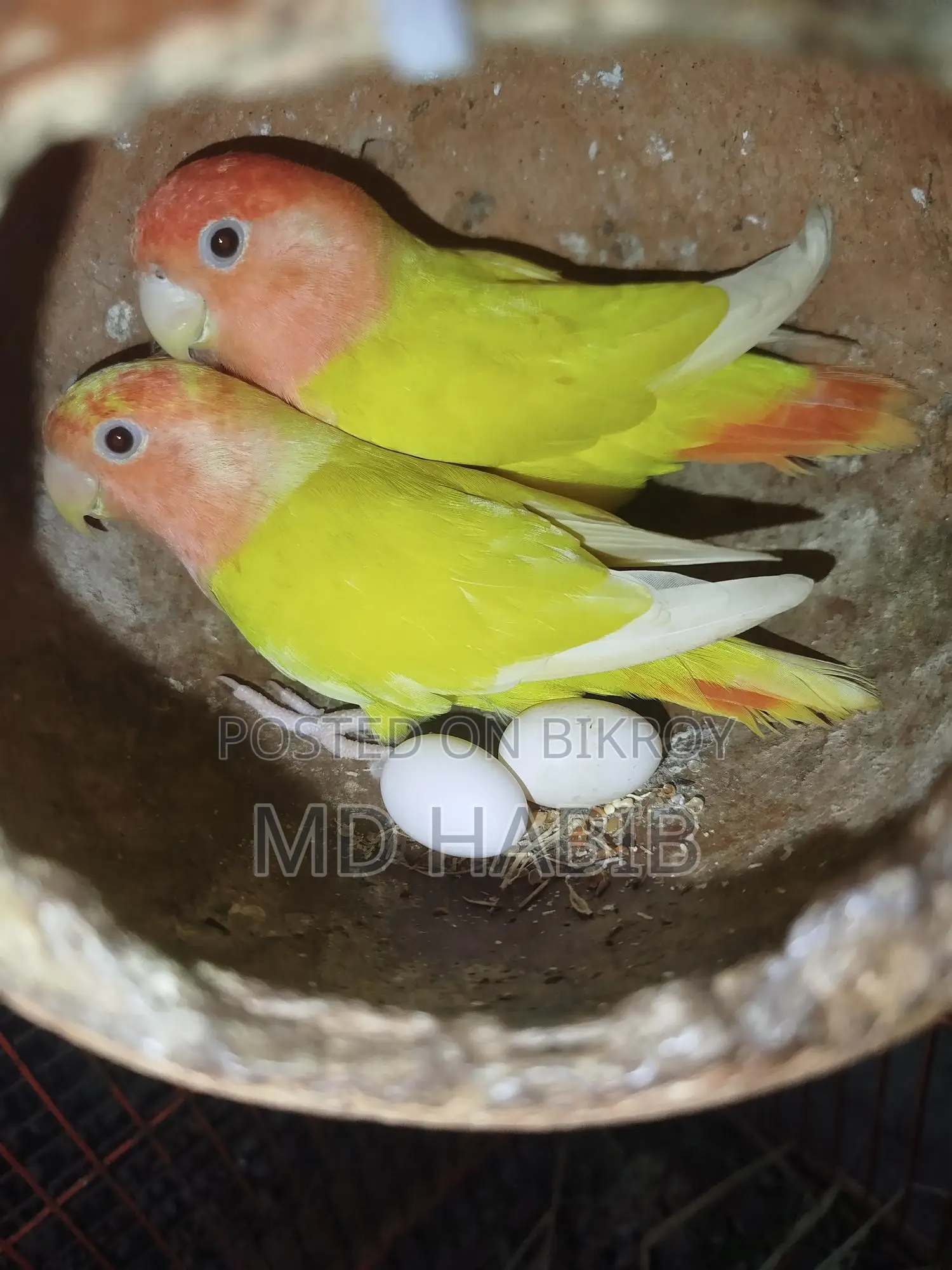 A pair of Cockatiels and a pair of Lovebirds with eggs