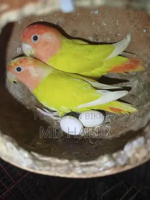 A pair of Cockatiels and a pair of Lovebirds with eggs