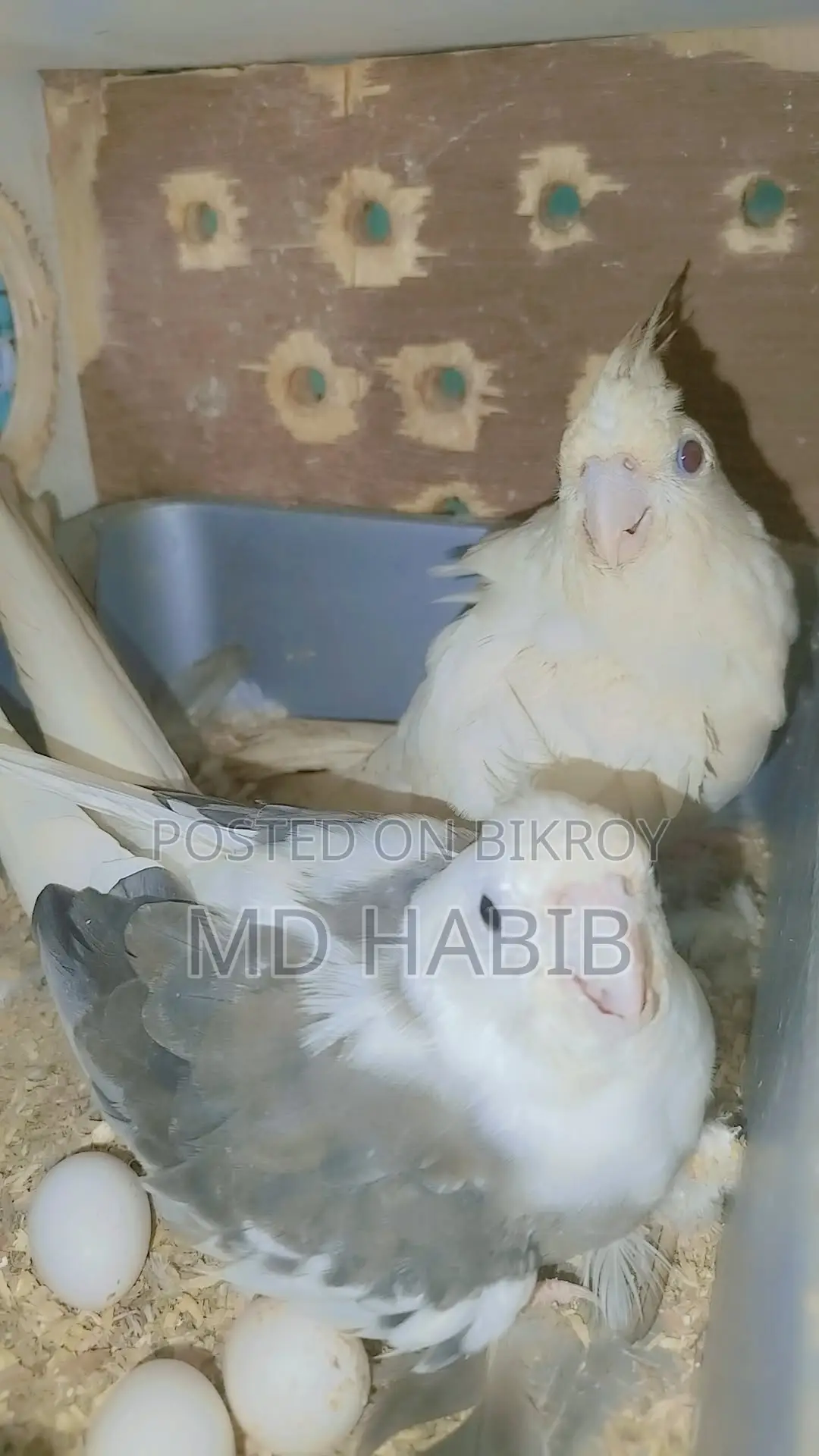 A pair of Cockatiels and a pair of Lovebirds with eggs