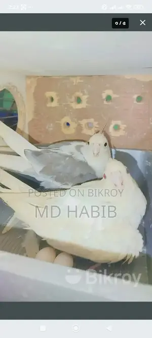 A pair of Cockatiels and a pair of Lovebirds with eggs