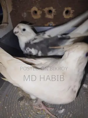 A pair of Cockatiels and a pair of Lovebirds with eggs
