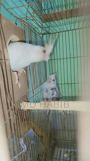 A pair of Cockatiels and a pair of Lovebirds with eggs