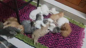 Parsion Baby Cat