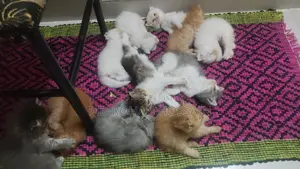 Persian Baby Cat