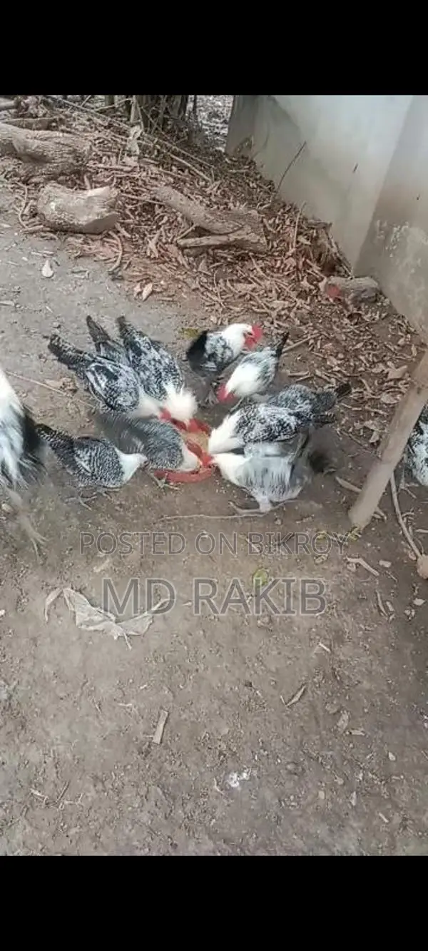 ফওমী মোরগ