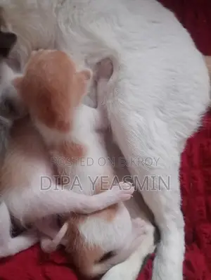 Mixed Breed Cat