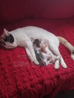 Mixed Breed Cat
