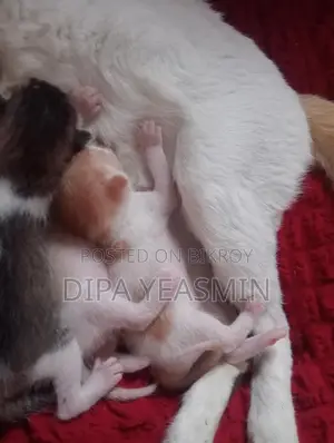 Mixed Breed Cat