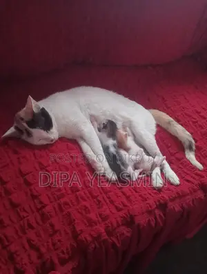 Mixed Breed Cat