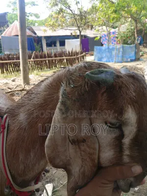 Healthy and Strong Goat
