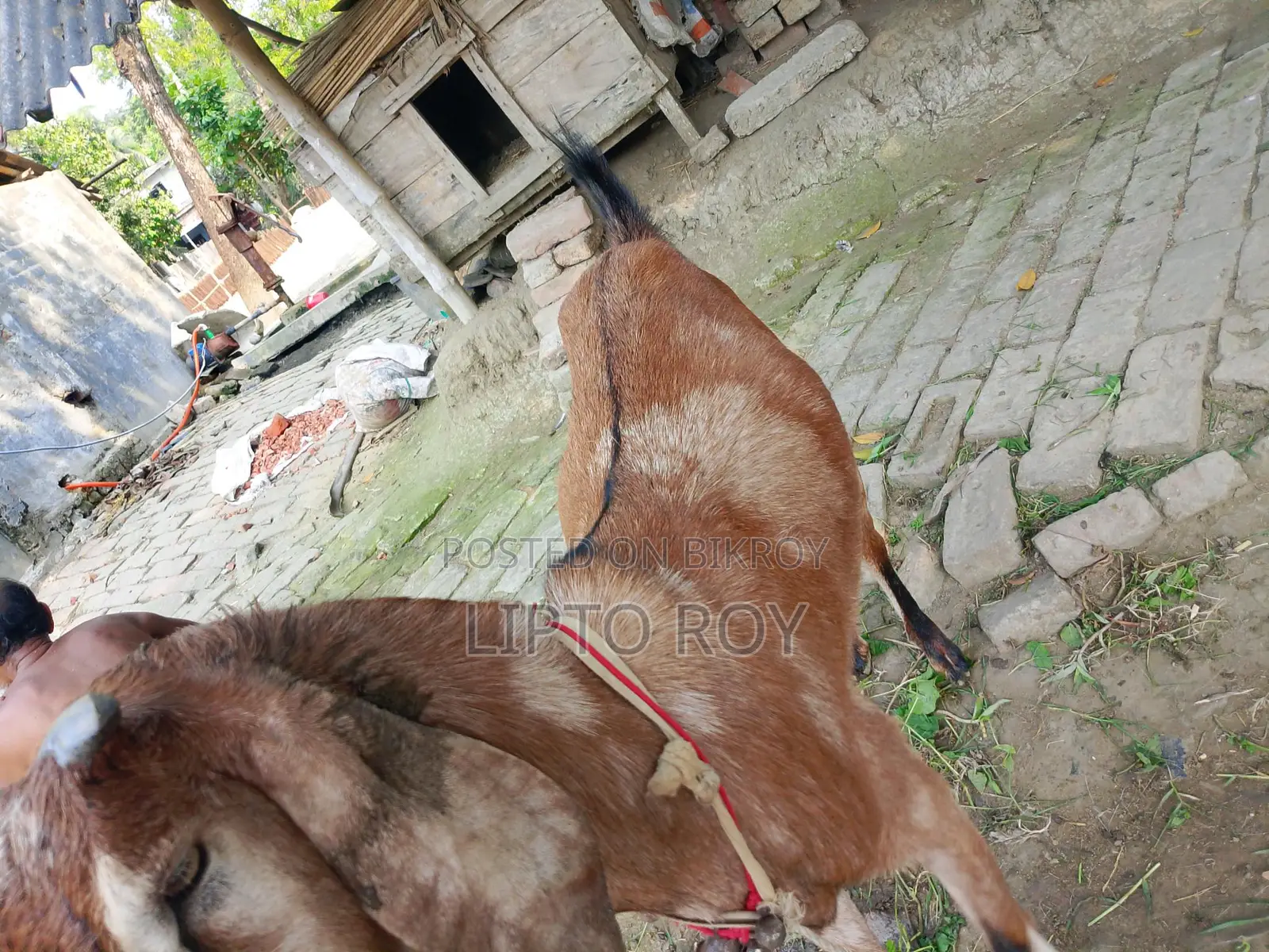 Healthy and Strong Goat