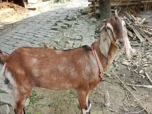 Healthy and Strong Goat
