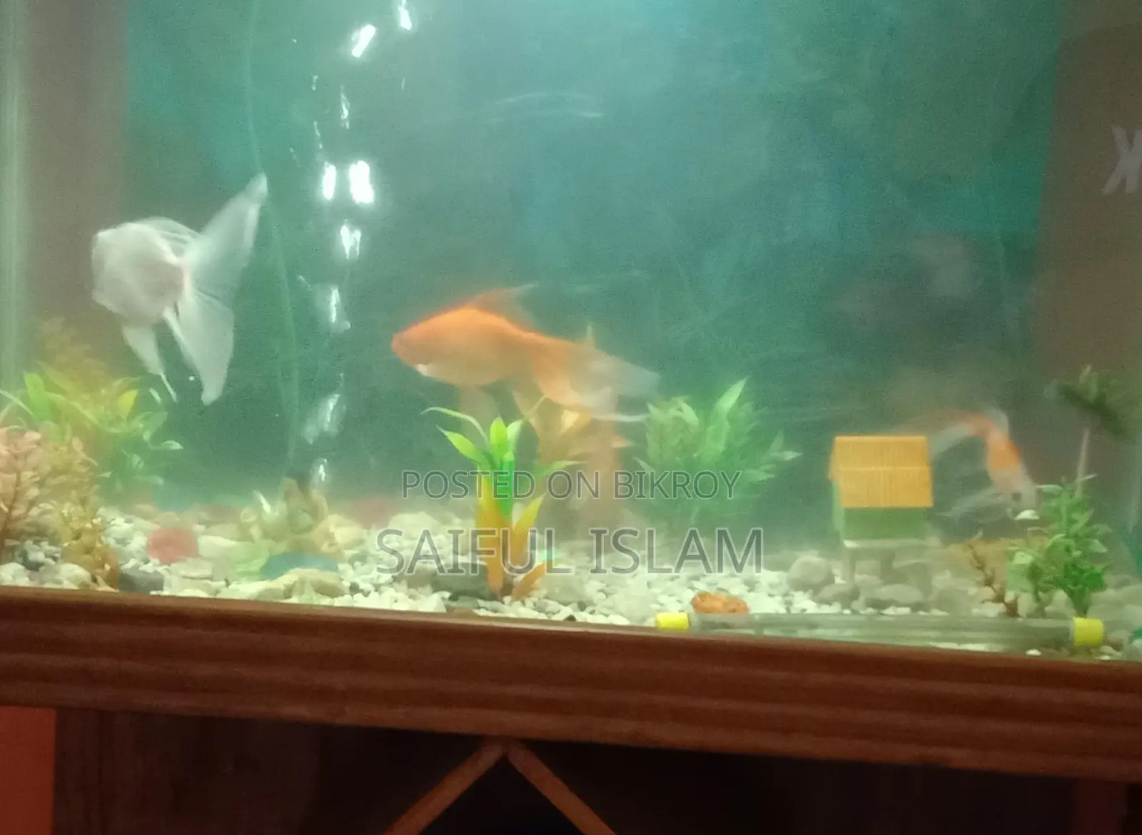 Aquarium and fish for sale