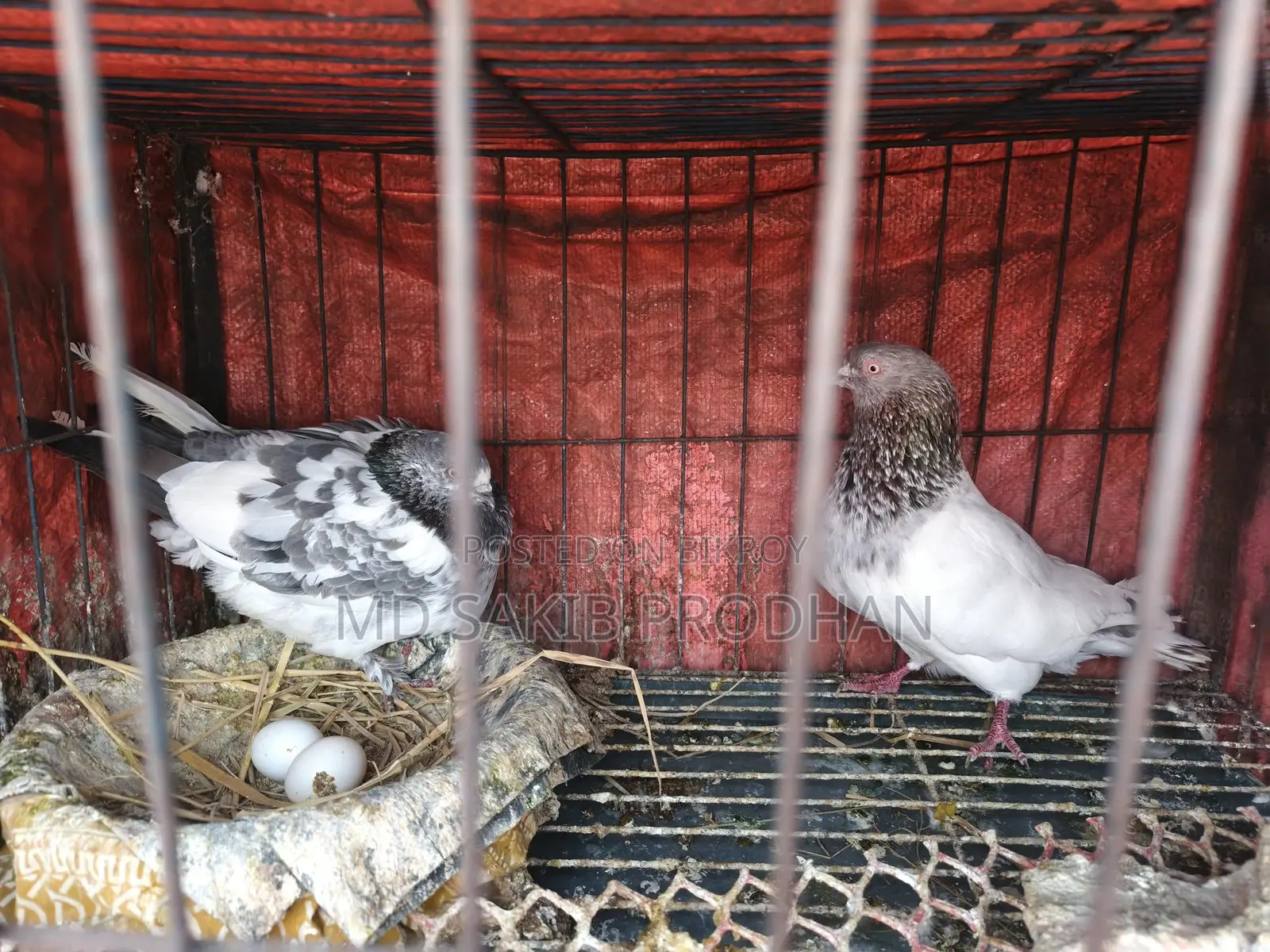 Giribaz Pigeons