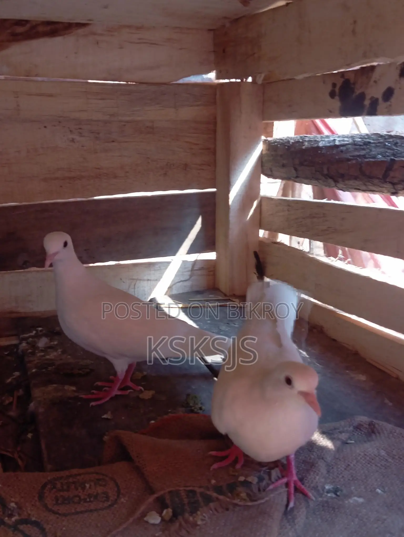 Australian Dove Breeding Pair