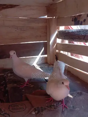 Australian Dove Breeding Pair