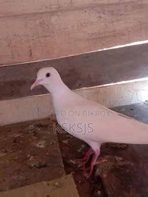 Australian Dove Breeding Pair