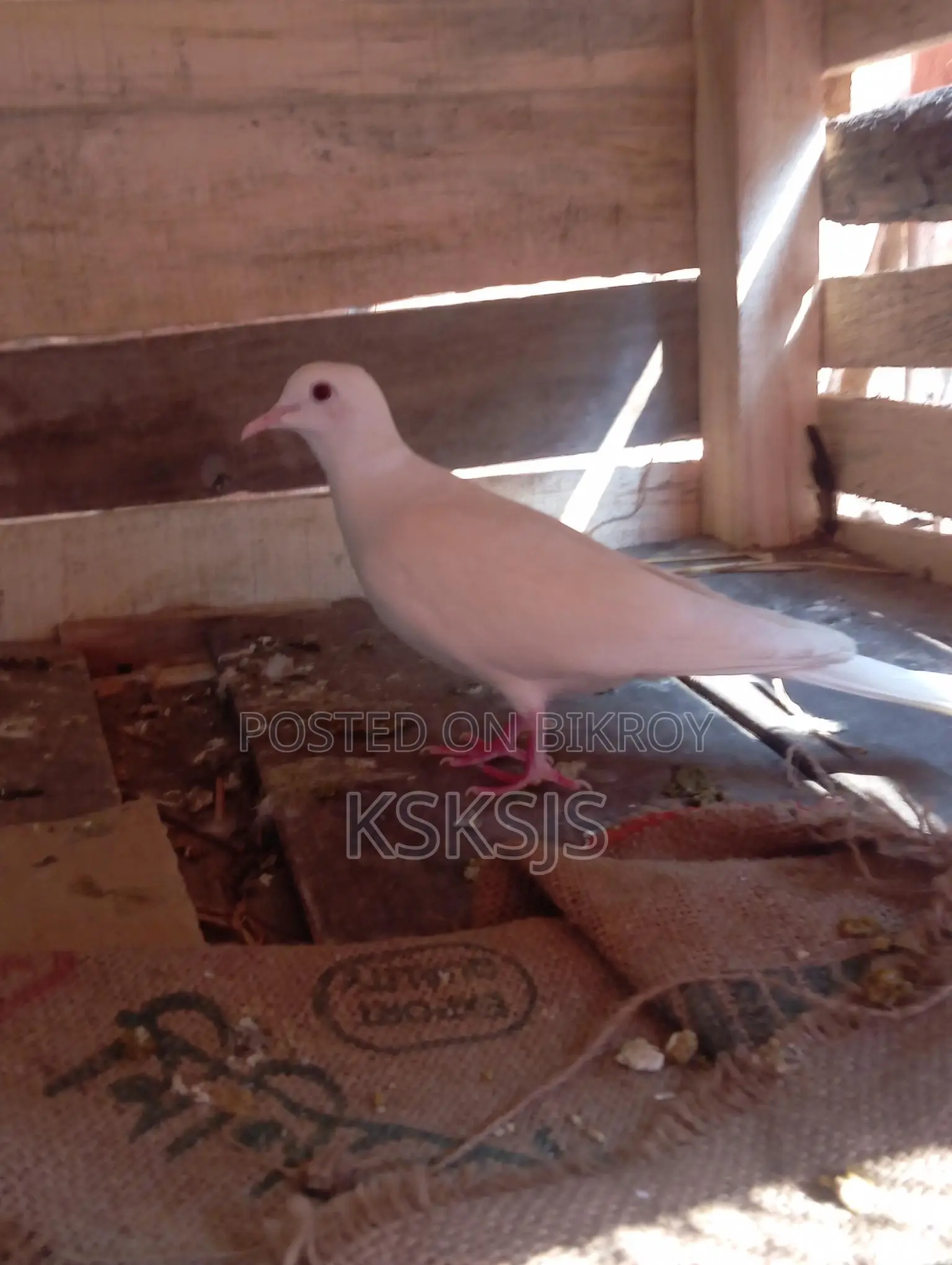 Australian Dove Breeding Pair