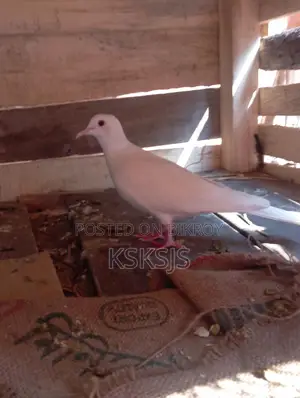Australian Dove Breeding Pair