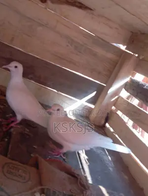 Australian Dove Breeding Pair