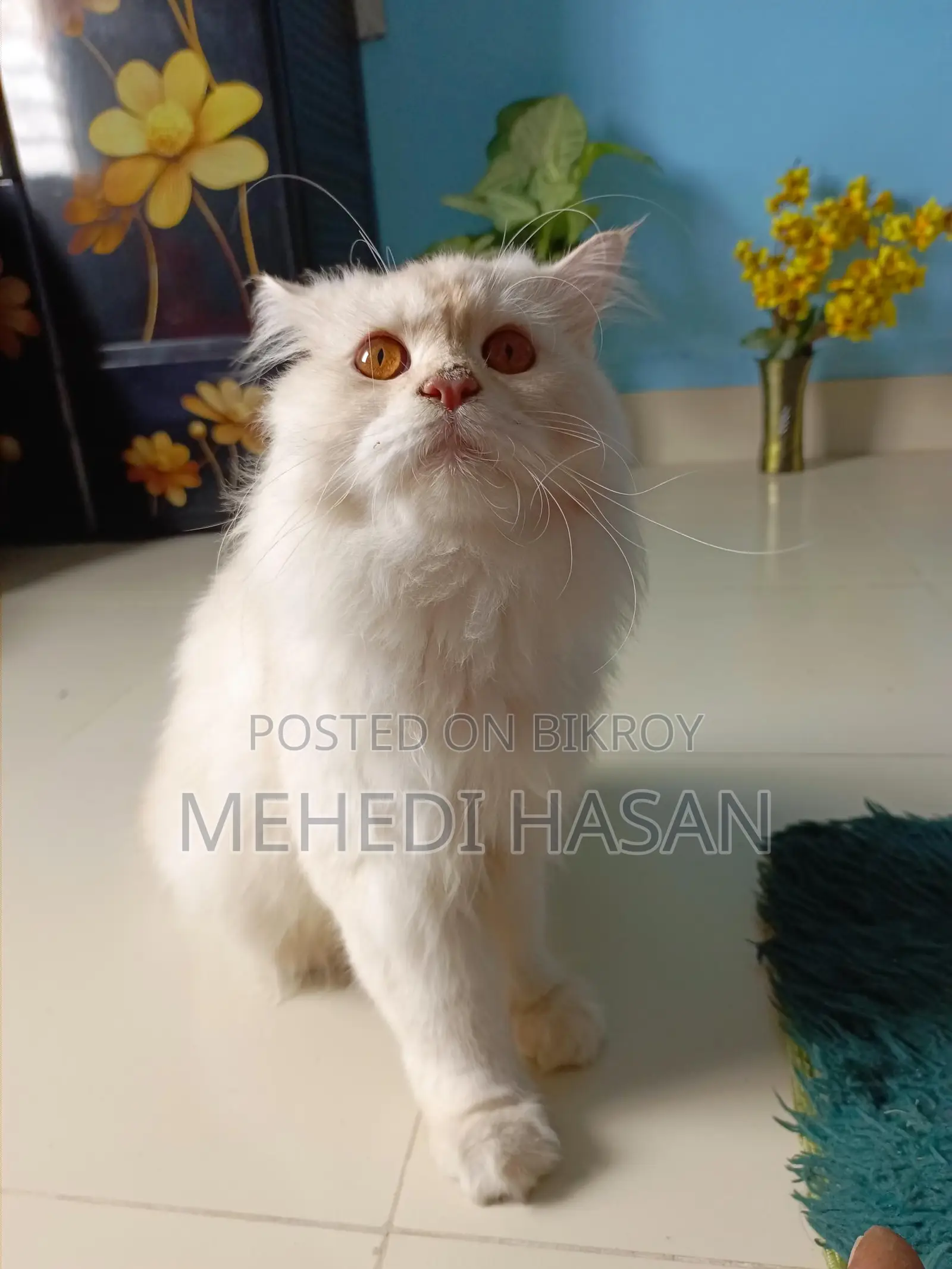 Persian Male Cat