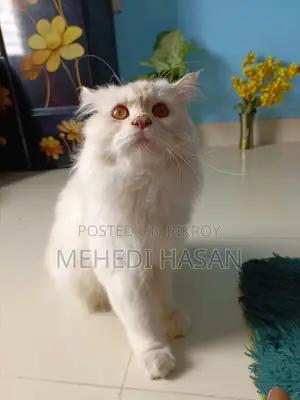 Persian Male Cat
