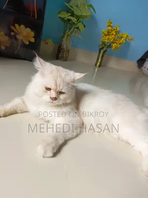 Persian Male Cat